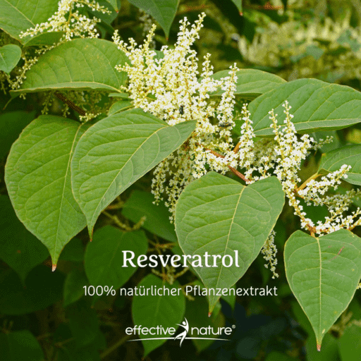 Resveratrol – sekundärer Pflanzenstoff 60 Kapseln - Natürlich